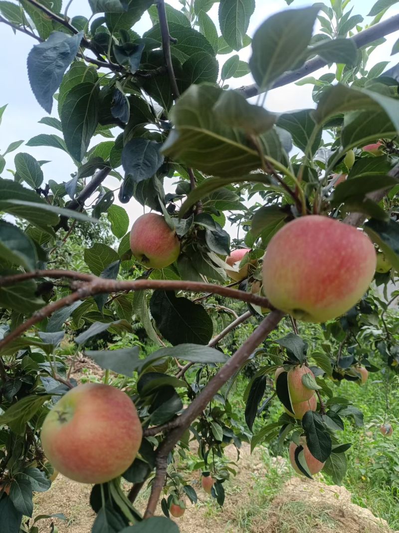 鲁丽苹果树苗一级苗诚信经营欢迎咨询