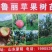 鲁丽苹果树苗一级苗诚信经营欢迎咨询