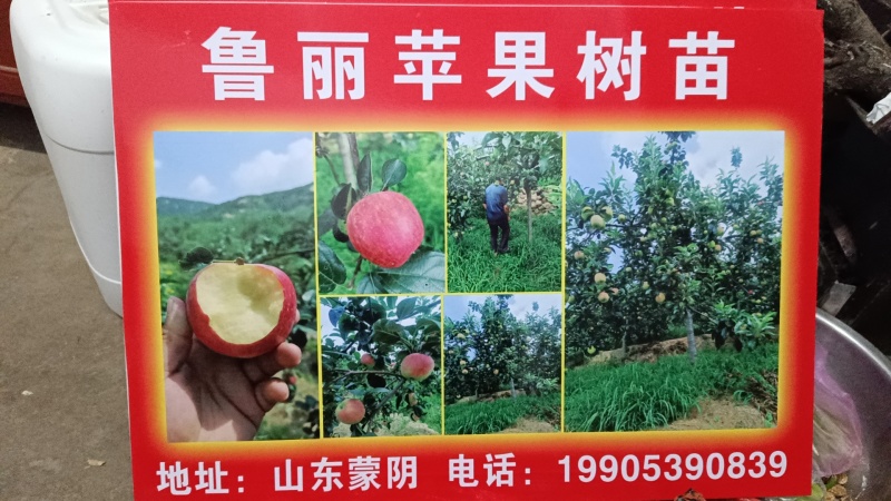 鲁丽苹果树苗一级苗诚信经营欢迎咨询