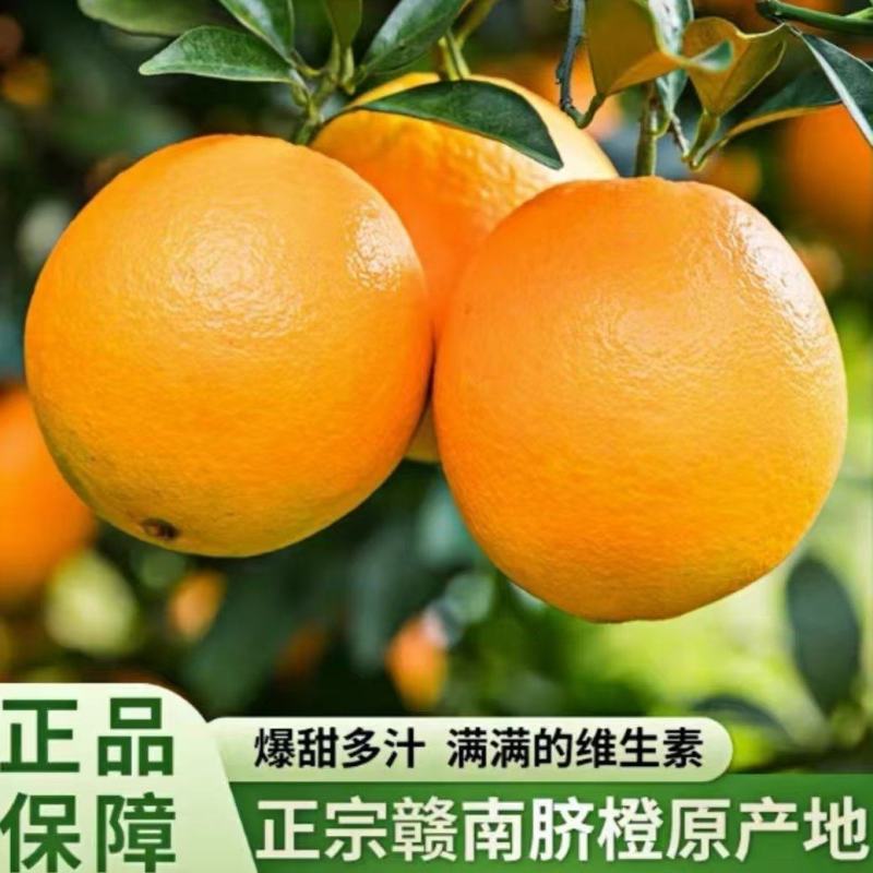 【优选】脐橙赣南脐橙满口爆汁一手货源欢迎选购