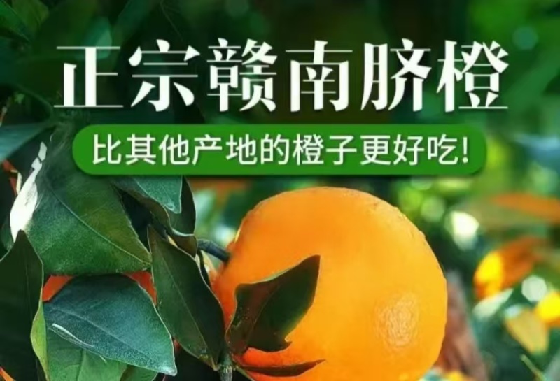 【优选】脐橙赣南脐橙满口爆汁一手货源欢迎选购