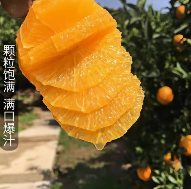 【优选】脐橙赣南脐橙满口爆汁一手货源欢迎选购