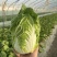 山东精品白菜