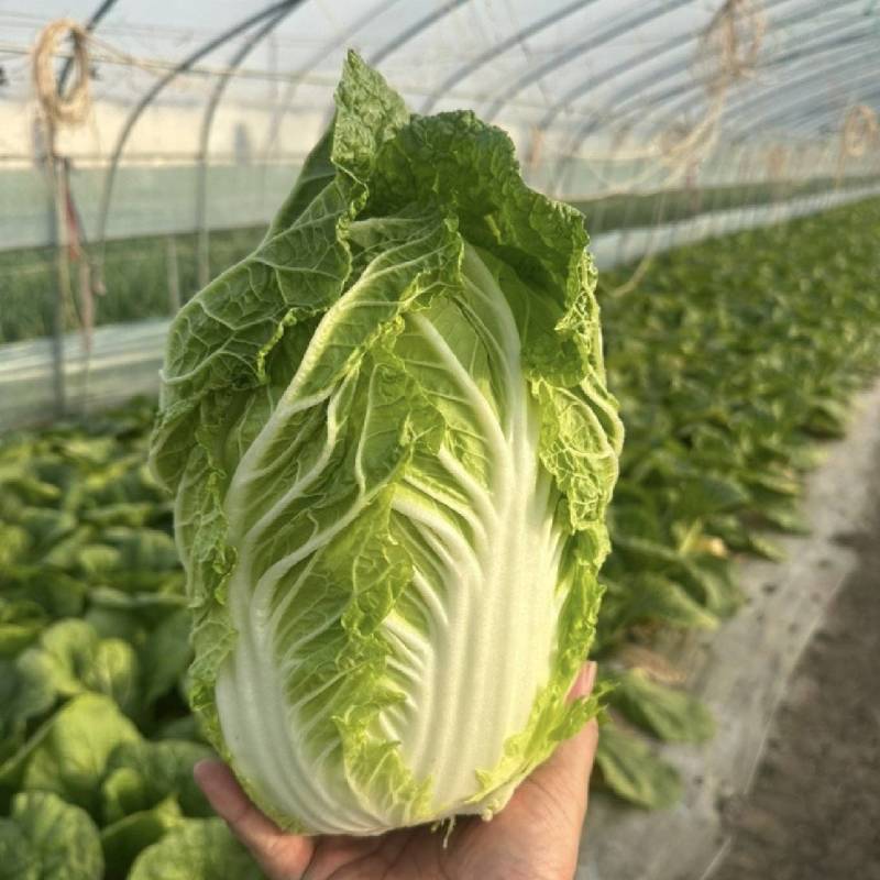山东精品白菜