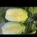 山东精品白菜