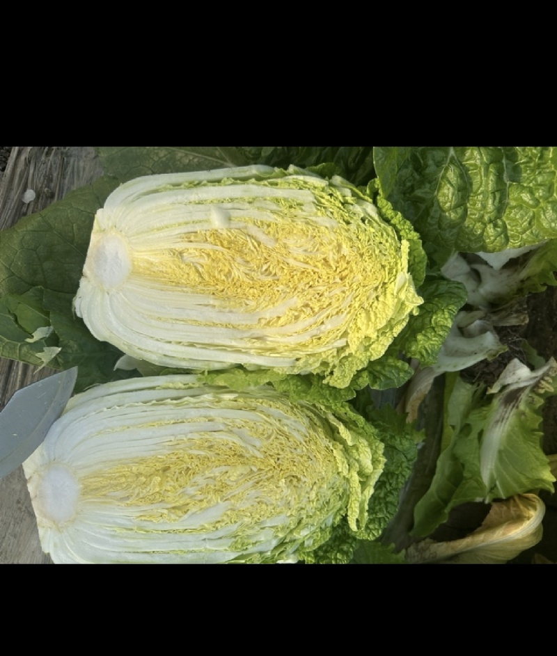 山东精品白菜