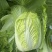 山东精品白菜