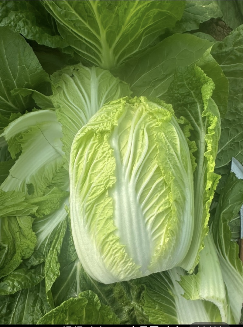 山东精品白菜
