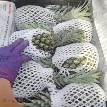 云南高原香水菠萝