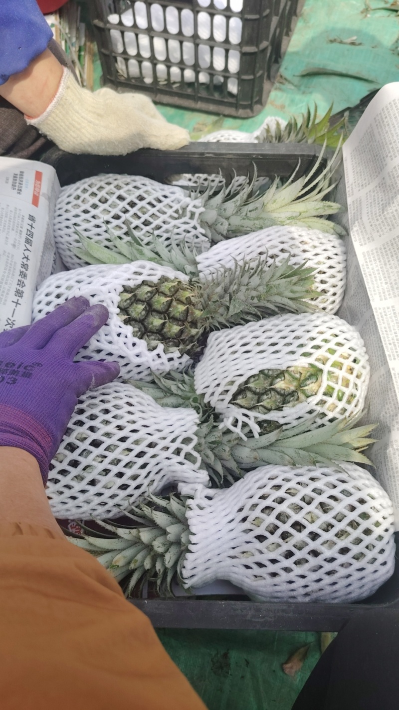 云南高原香水菠萝
