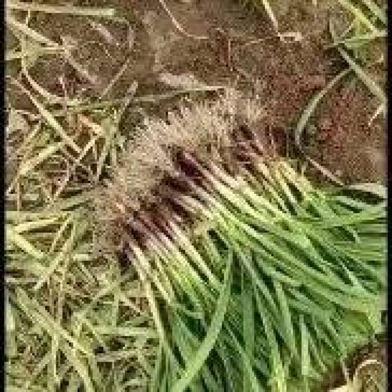 蒜苗大量供应质量好价格美丽