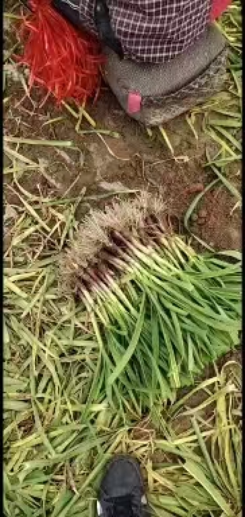 蒜苗大量供应质量好价格美丽