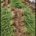 蒜苗大量供应质量好价格美丽