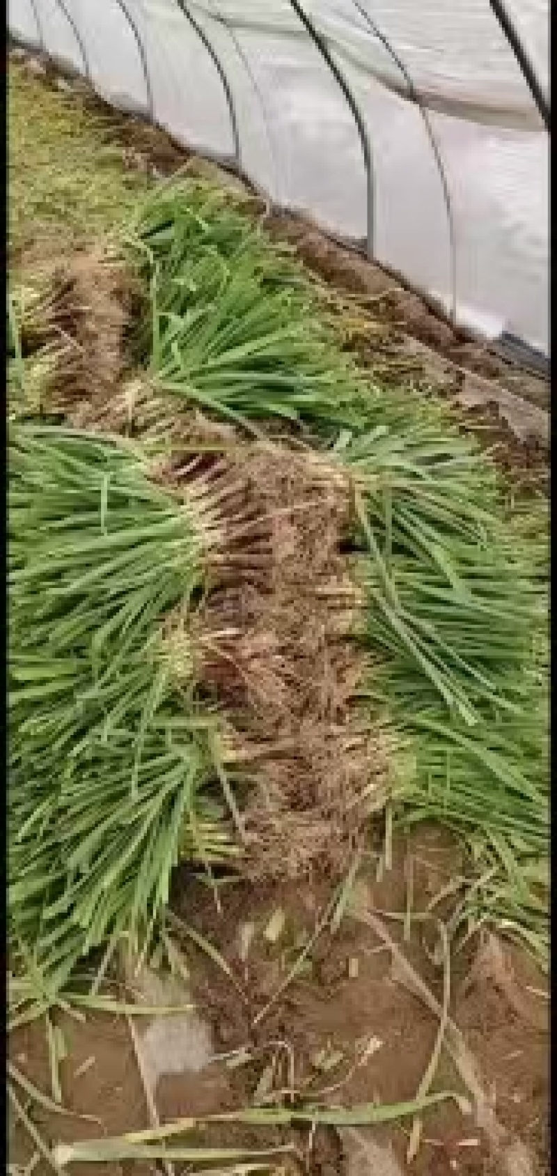 蒜苗大量供应质量好价格美丽