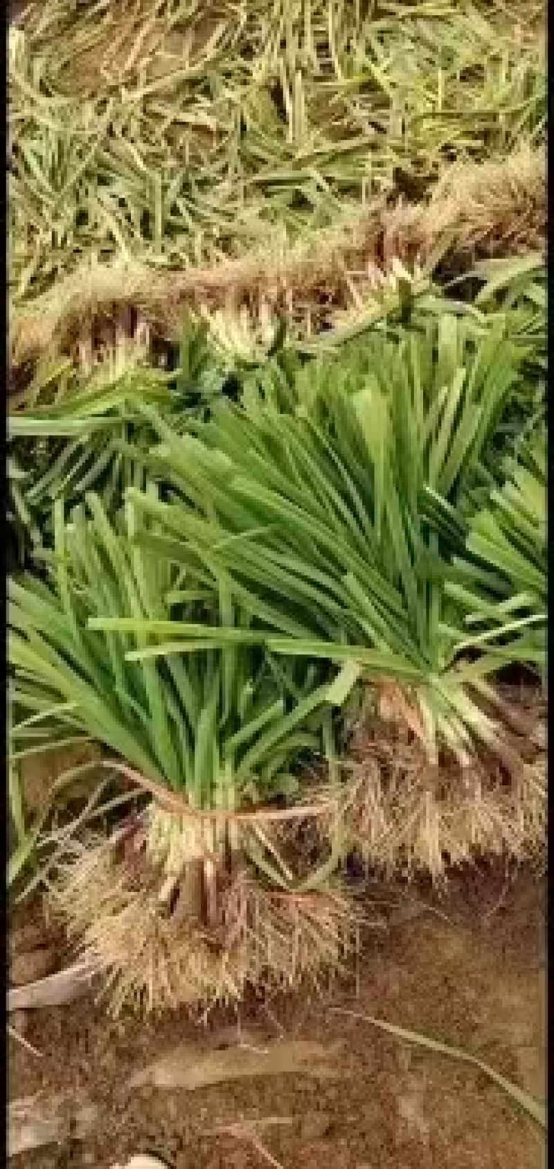 蒜苗大量供应质量好价格美丽