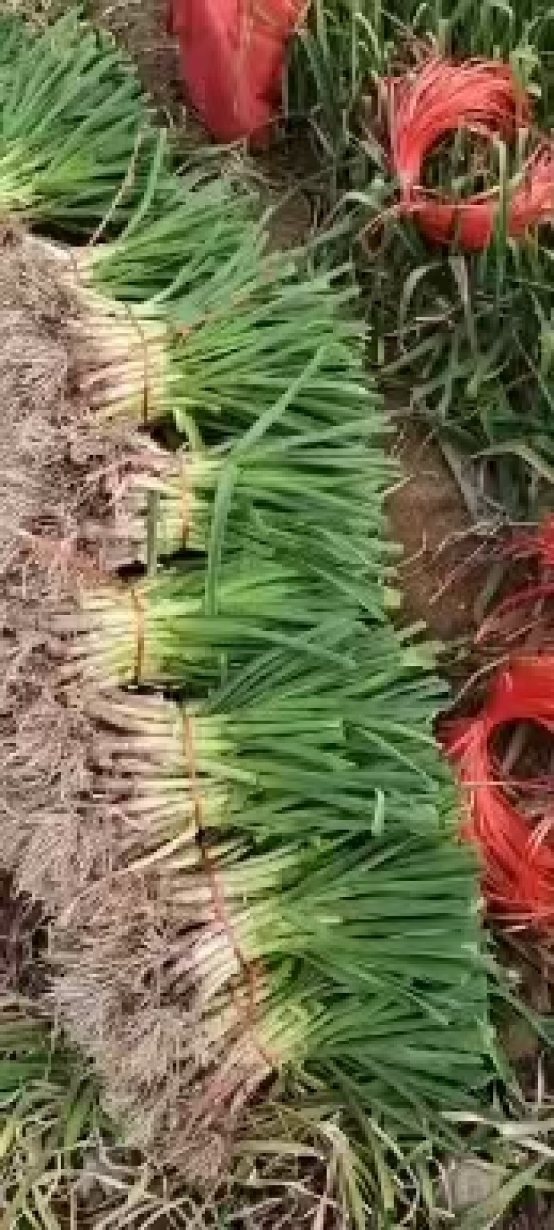 蒜苗大量供应质量好价格美丽