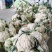 福建青梗松花菜、白面小米粒2~3斤、产地直供