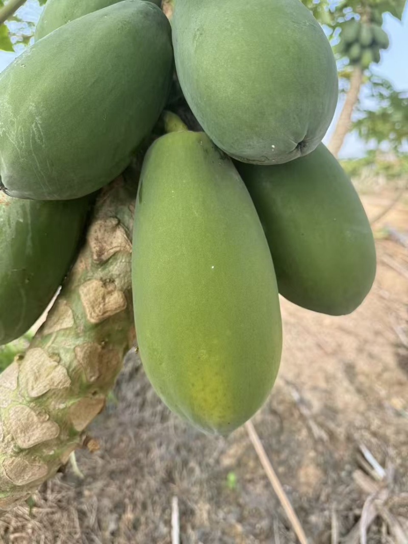 冰糖红心牛奶木瓜