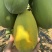 冰糖红心牛奶木瓜