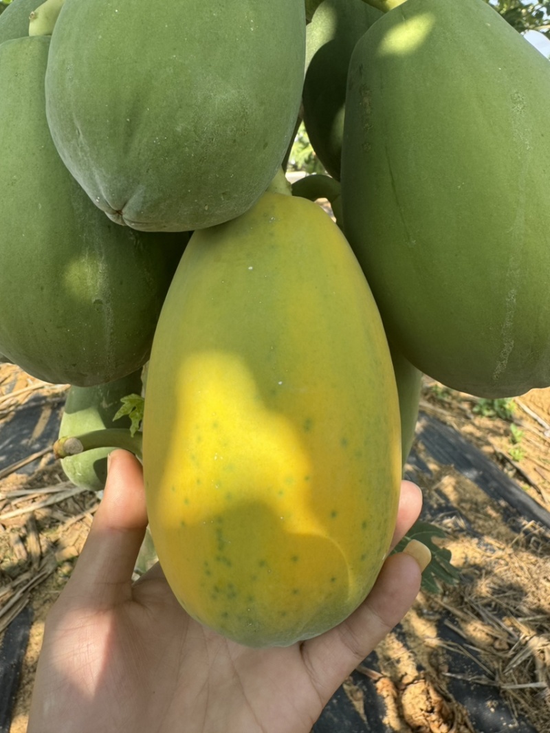 冰糖红心牛奶木瓜