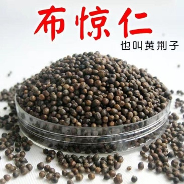 野生布惊子布惊仁布惊籽仁布惊子仁枕头黄荆籽黄荆子枕芯布