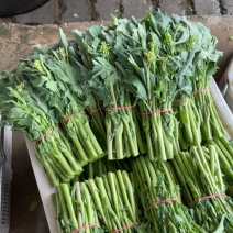 青油菜苔