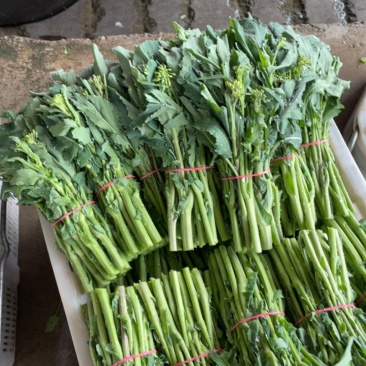 青油菜苔