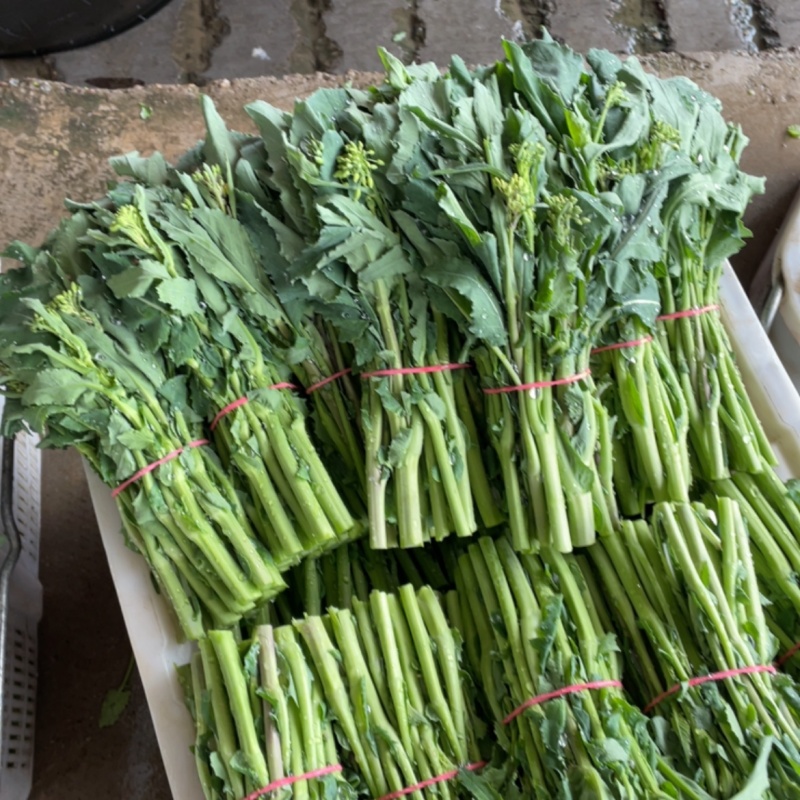 青油菜苔