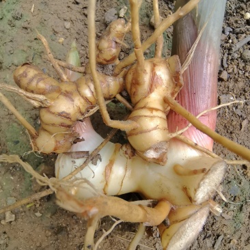 豆蔻、白豆蔻、白蔻、圆豆蔻、扣米、多骨、壳蔻、原豆蔻