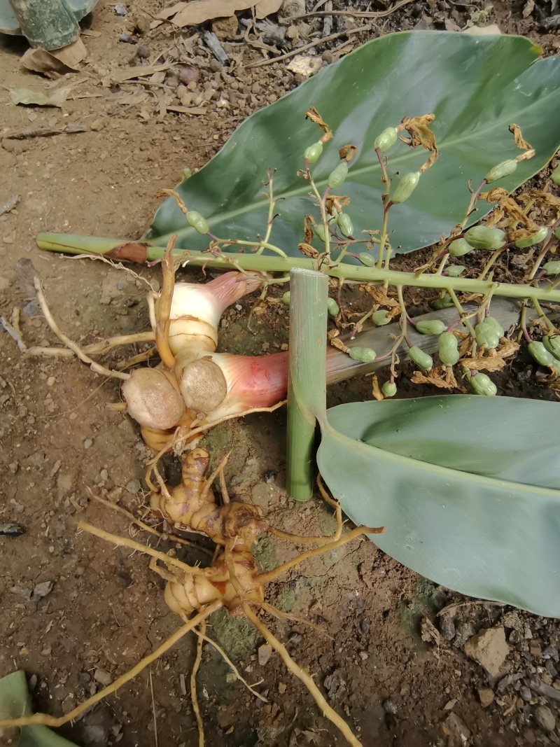 豆蔻、白豆蔻、白蔻、圆豆蔻、扣米、多骨、壳蔻、原豆蔻