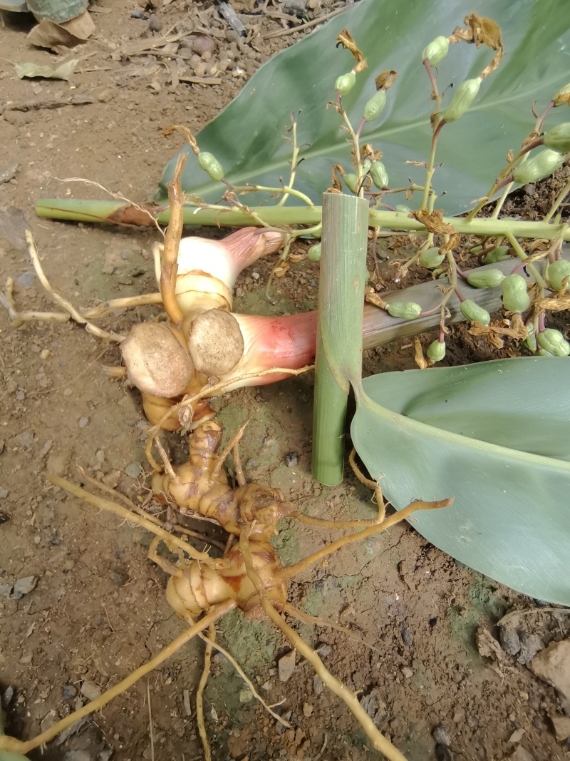 豆蔻、白豆蔻、白蔻、圆豆蔻、扣米、多骨、壳蔻、原豆蔻