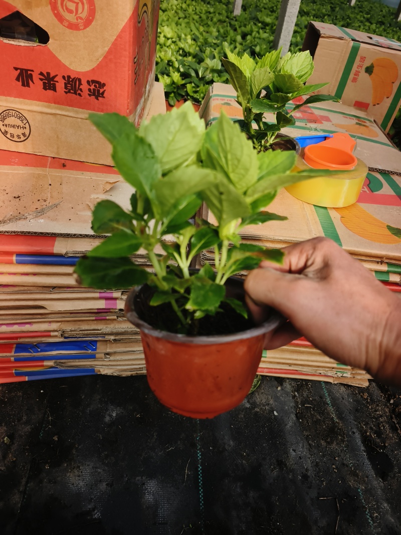 无尽夏绣球，亮红，太阳神殿，120盆-180盆-加伦盆都