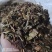 鱼腥草折耳根干货一手货源量大从优规格齐全