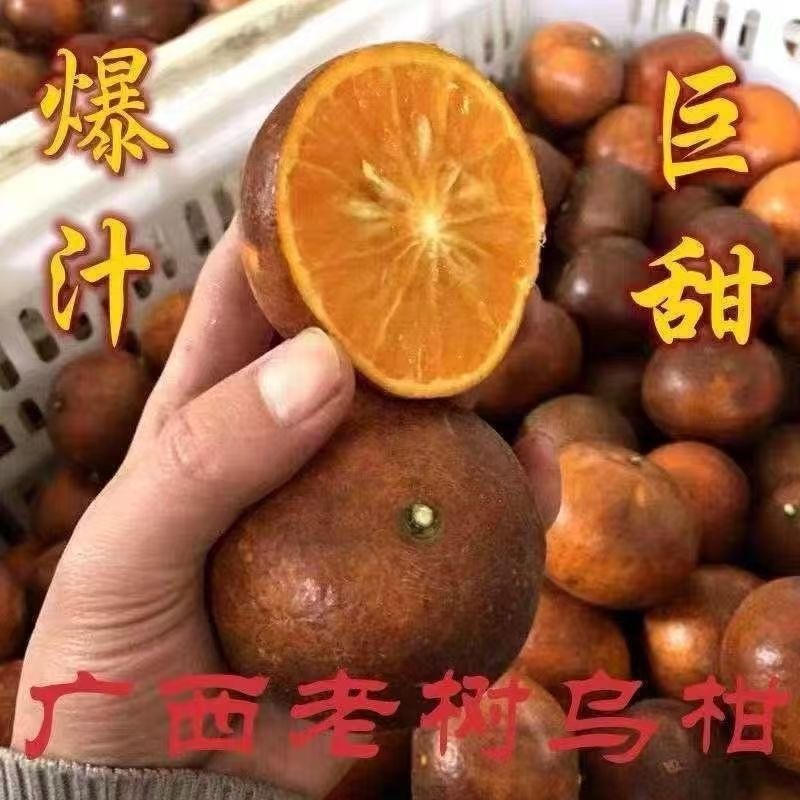 广西武鸣乌柑大量对接市场电商外贸出口专业代办团队供应