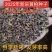 2025新品大叶红心厚皮川黄柏种子批发产地直发