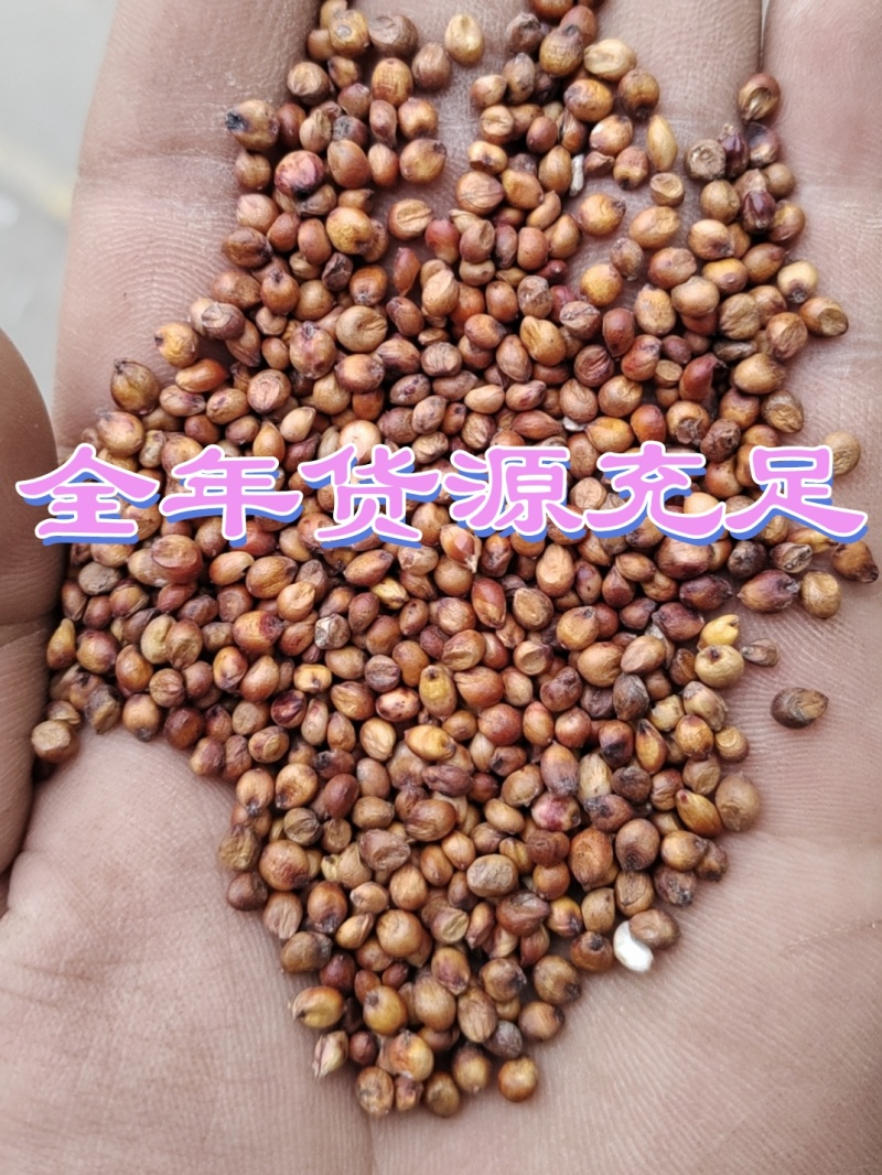 工厂直销，酿酒缨子高粱，各种糯高粱，梗高粱，