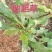 地胆草苗、‌草鞋根‌苗、‌苦地胆‌、‌地胆头‌、‌土柴胡