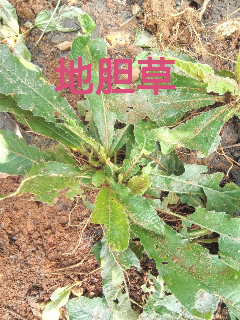 地胆草苗、‌草鞋根‌苗、‌苦地胆‌、‌地胆头‌、‌土柴胡