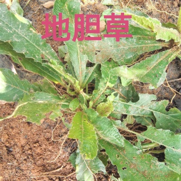 地胆草苗、‌草鞋根‌苗、‌苦地胆‌、‌地胆头‌、‌土柴胡