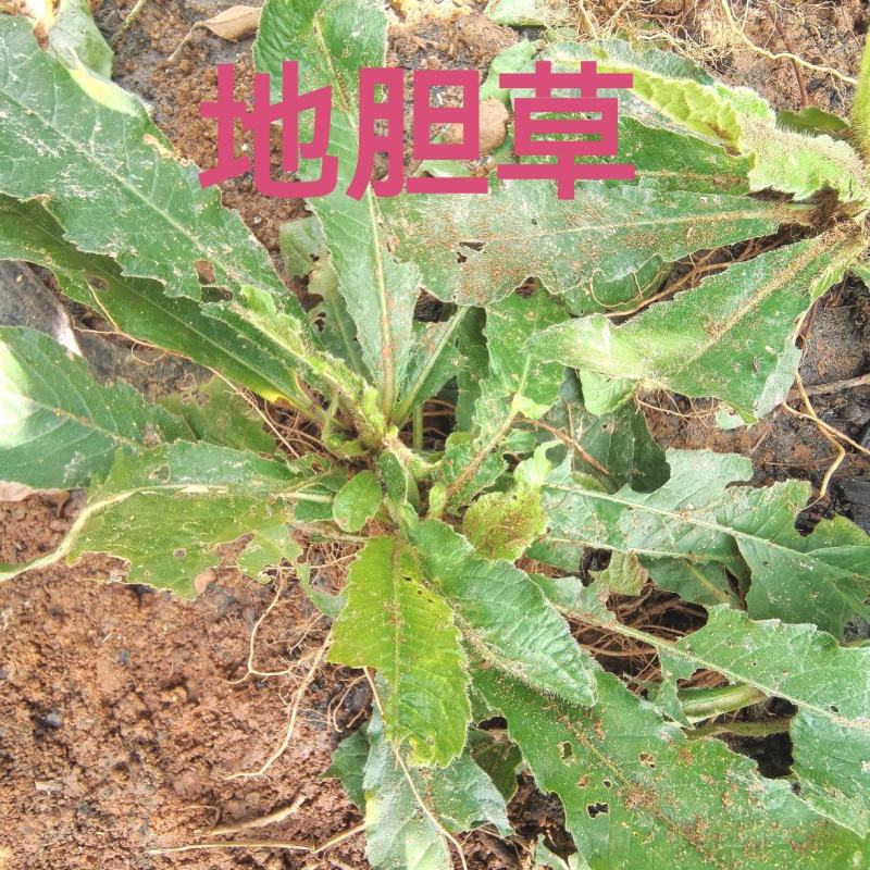 地胆草苗、‌草鞋根‌苗、‌苦地胆‌、‌地胆头‌、‌土柴胡