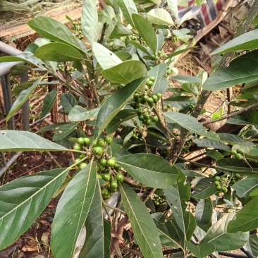 潺槁木姜子切片、潺槁树切片、青野槁、胶樟、油槁树、青胶