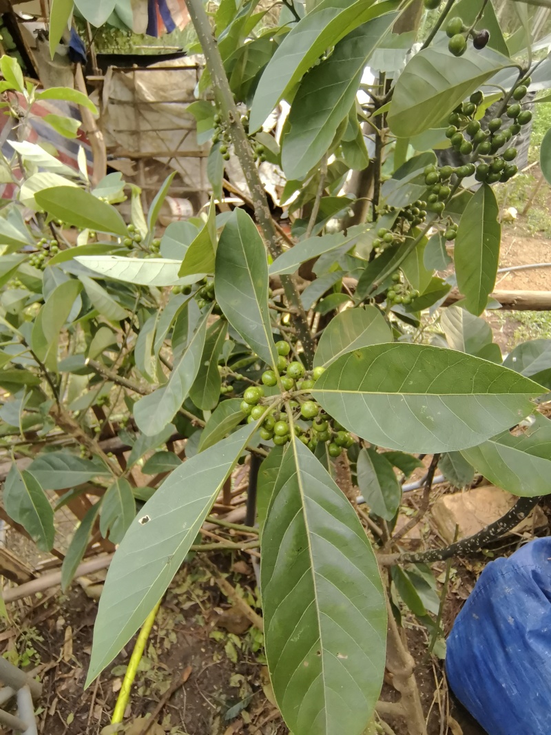 潺槁木姜子切片、潺槁树切片、青野槁、胶樟、油槁树、青胶