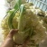 精品小米花菜大量上市，自己基地几百亩产地一手货源