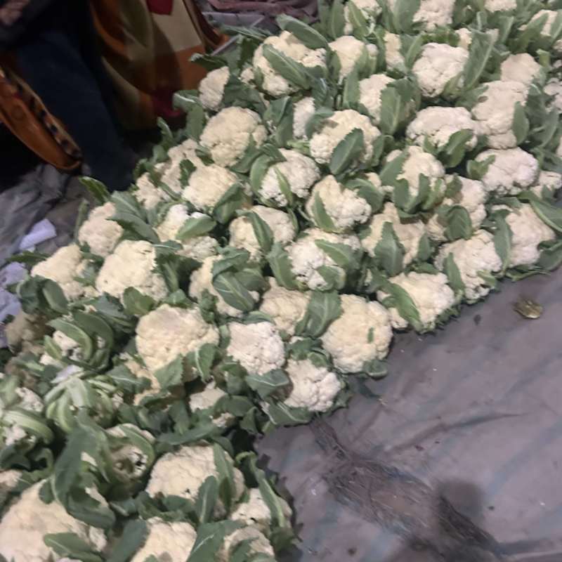菜花基地走货中。质量好，欢迎订购。