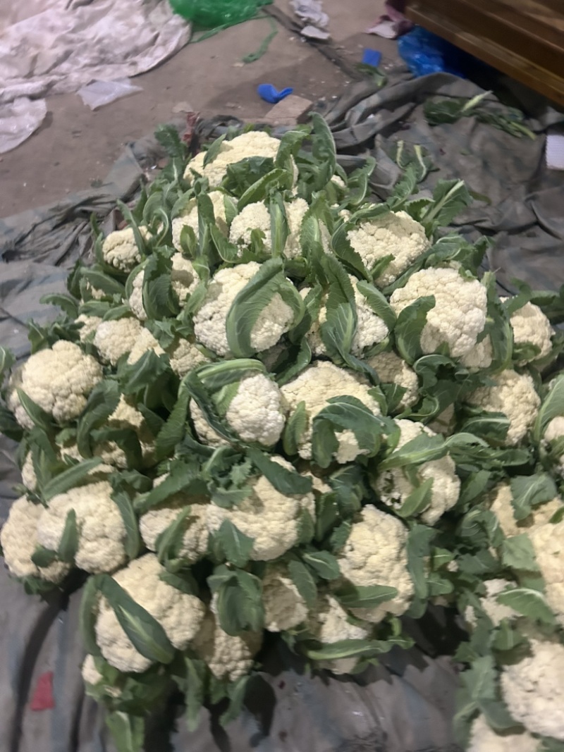 菜花基地走货中。质量好，欢迎订购。