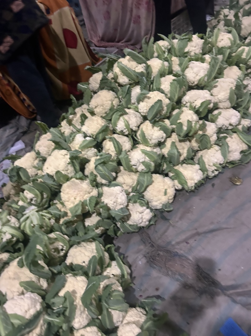 菜花基地走货中。质量好，欢迎订购。
