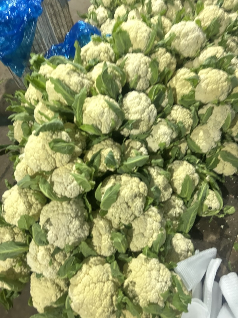菜花基地走货中。质量好，欢迎订购。