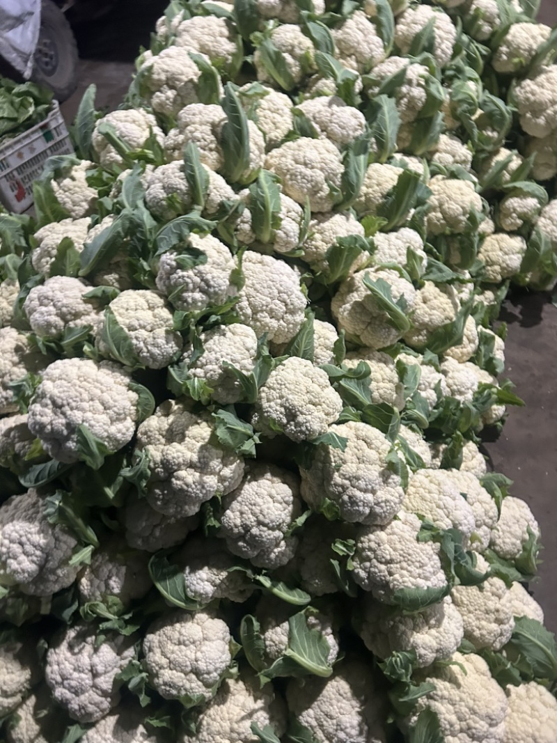 菜花基地走货中。质量好，欢迎订购。