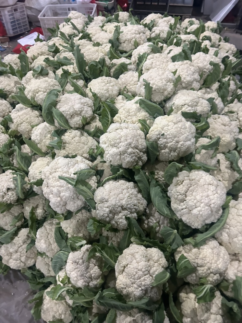 菜花基地走货中。质量好，欢迎订购。