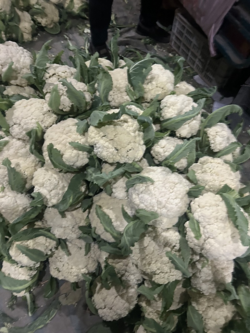 菜花基地走货中。质量好，欢迎订购。